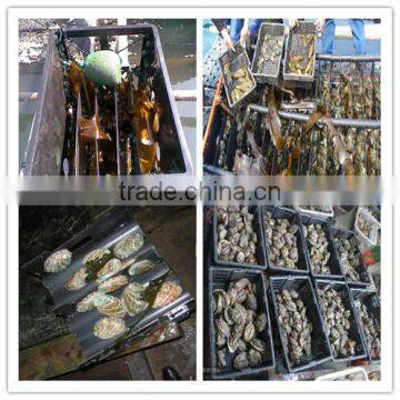 Wholesale price abalone feed, laminaria,strip,kelp cut