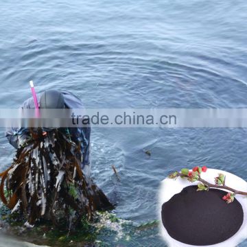 powder seaweed fertilizer