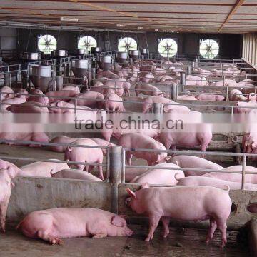 250mm PE Film Covered Single-Span Greenhouse For Cow/Pig Growing photo-2