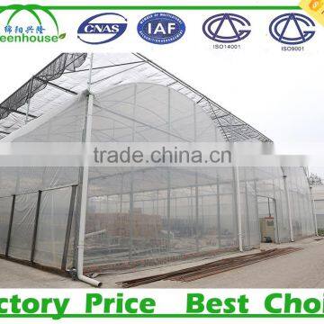 Multi Span Plastic Roofing Sheets Agricultural Commercial Greenhouses for Sale photo-3