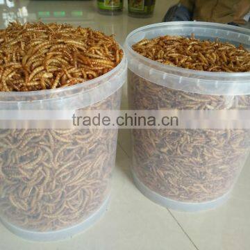 FDA Pet Food Suppliers Nutrient Mealworms