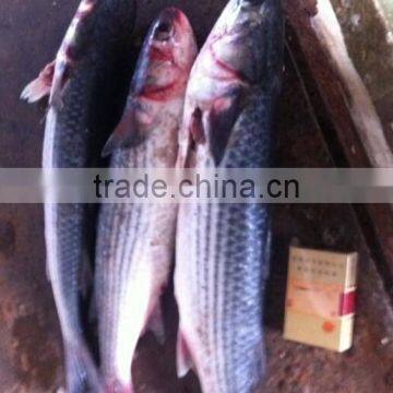 malong mullet fish