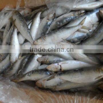 Frozen Sardine new arrival 8-10pcs/kg for can