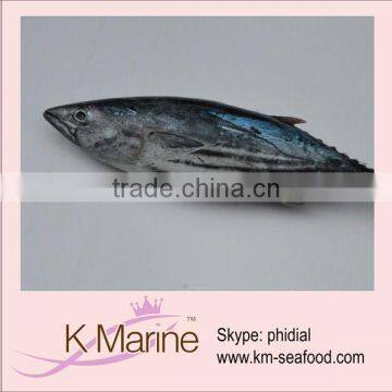 Live seafood fresh fish skipjack tuna