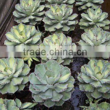 Agave Potatorum Variegated