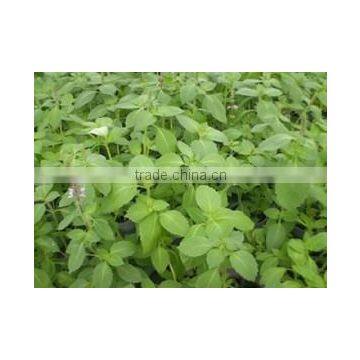 Ocimum Sanctum Extract photo-2