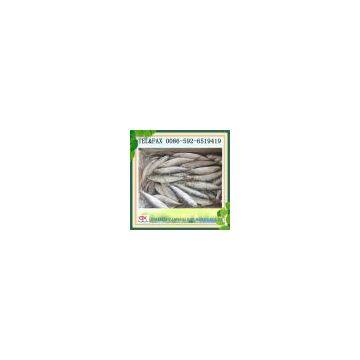 Frozen sardine fish