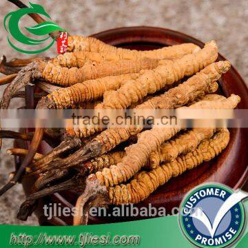 supply wild cordyceps sinensis not extract