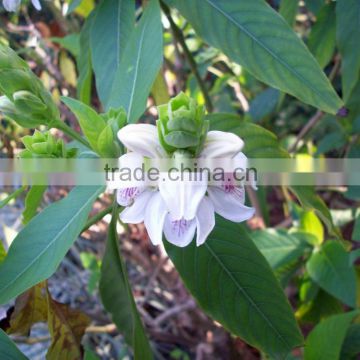 Premium Quality Malabar Nut For Bulk Manufacturing