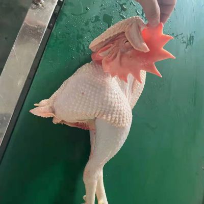 Frozen Whole Sanhuang Chicken Competitive Low Price High Quality