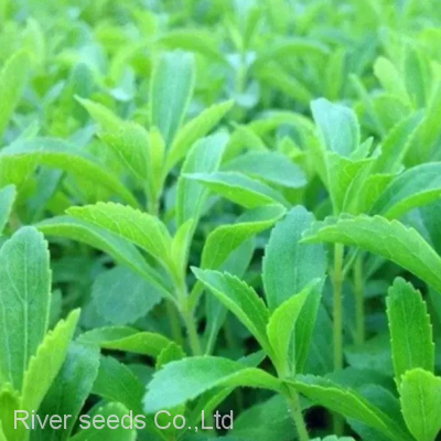 250g Buy Stevia Plant Seeds Chinese Supplier Sweet Stevia Seeds for Sale photo-2