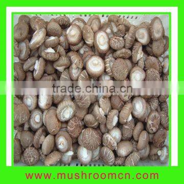 hot sale fresh shiitake