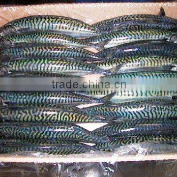 WR Atlantic Mackerel photo-5