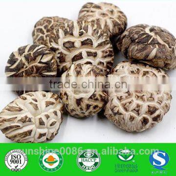 Dried Shiitake Mushroom with Best Quality