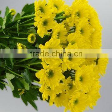 Excellent quality hot sell fresh yellow chrysanthemum flower