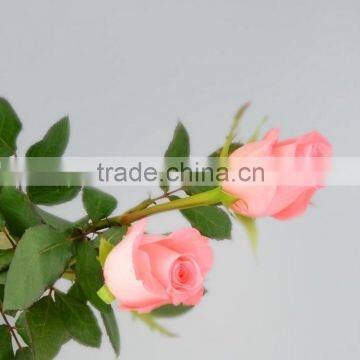 Love theme Diana fresh bulk roses from india