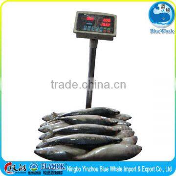 GOOD RELIABLE FROZEN PACIFIC MACKEREL FISH SUPPLIER