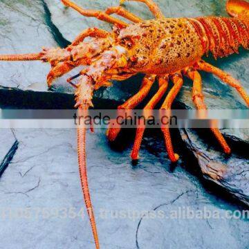 Live Spiny Rock Lobster