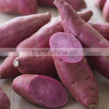Japanese Fresh Sweet Potato photo-2