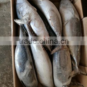 good frozen bonito fish new catch tuna sale