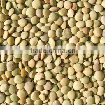 green Lentil origin in China