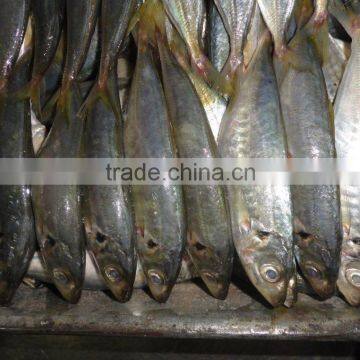 Indo Pacific Mackerel ( Short Body Mackerel) photo-6