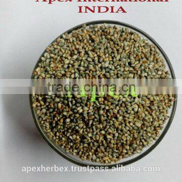 Green Millet Food Grade / Green Millet Feed Grade / Millet Green