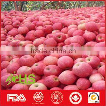 Wholesale Price of Fuji Apples From China photo-3