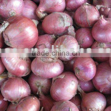 fresh red onion