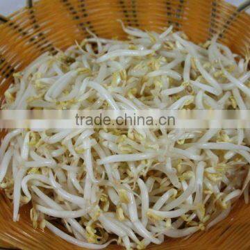 314ml canned mung bean sprouts