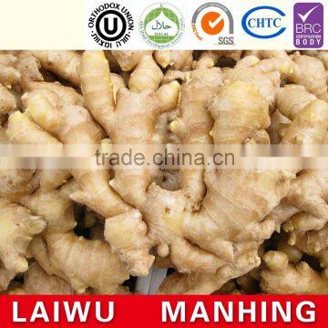 Wholesale hot sale Common Cultivation Type Fresh Ginger