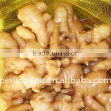 Chinese fresh Ginger Price farmland