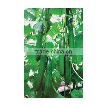 Hybrid F1 Parthenocarpy Cucumber Seeds For Greenhouse Planting