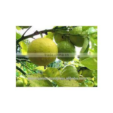 Bergamot oil (citrus bergamia)