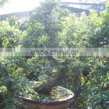 Chinese elm bonsai