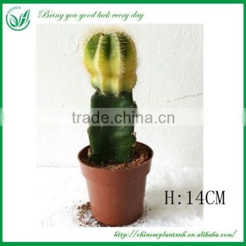 Grated Cactus Tree Plant