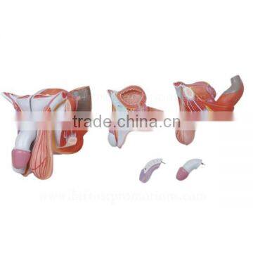 Biological Teaching Aids Human Body Male Genital Organs Model photo-2