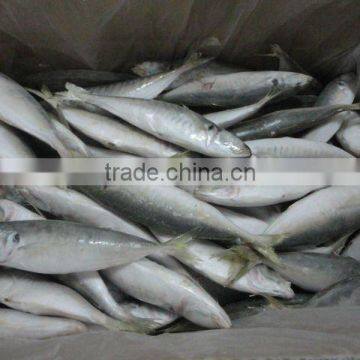Frozen IQF Horse Mackerel Seafood photo-3