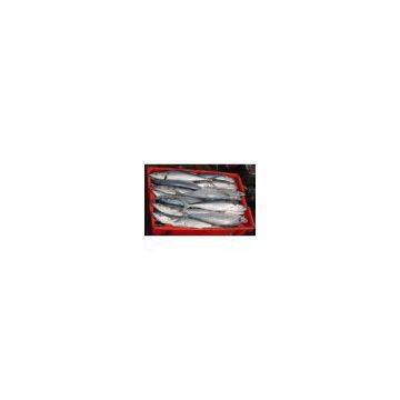 Sell Spanish Mackerel