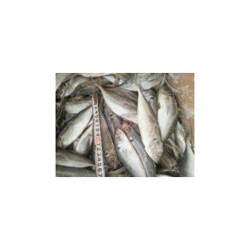 Horse Mackerel