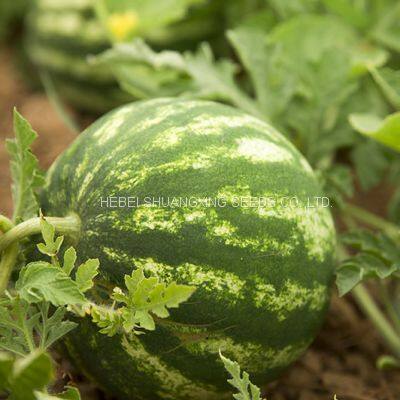 Red Flesh Hybrid f1 Watermlon Seeds for Middle East Market Crim No.2 photo-3