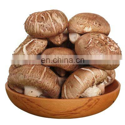 Organic Dried Shiitake Mushroom for Cooking/High Quality Flower Mushroom/Best Prices Dried Shiitake Mushroom From Vietnam photo-4