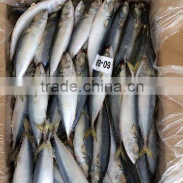 Frozen Scomber japonicus with size 6 -8 pcs / kg