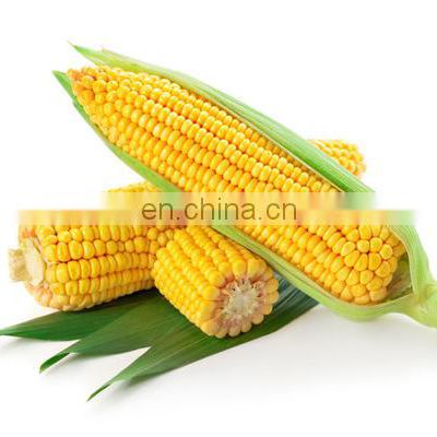 Shanghai Sweet Corn sheller shelling machine/corn thresher machine