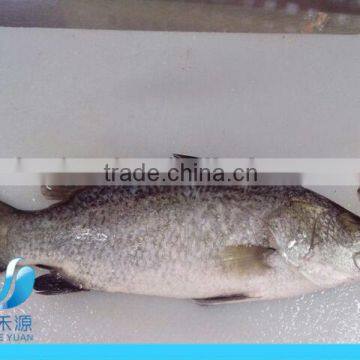 FRESH FROZEN BARRAMUNDI SEA BASS WHOLE ROUND