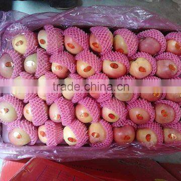 China Shaanxi plastic bagged fuji apple Jining Brother