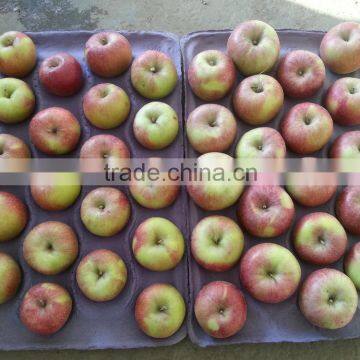 Unbagged Qinguan Apples photo-3