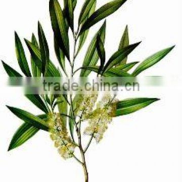 Tea Tree Oil (Complying to BP/USP)