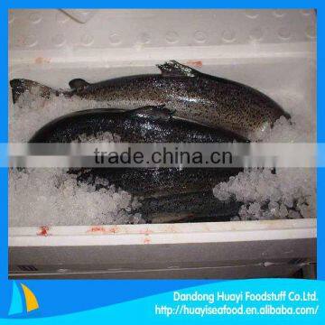 best new frozen salmon wholesale