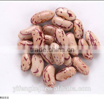 Light Speckled Kidney Beans, Yi'an Origin